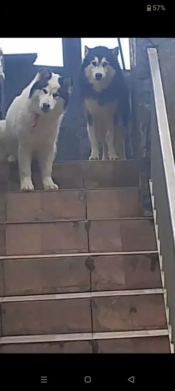 Husky siberiano