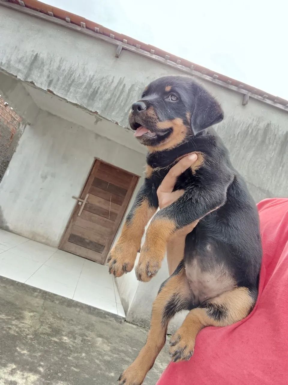 Rottweiler  - Foto 2