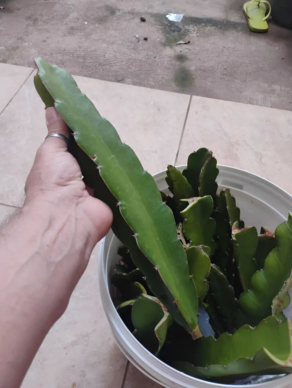 Muda de pitaya 
