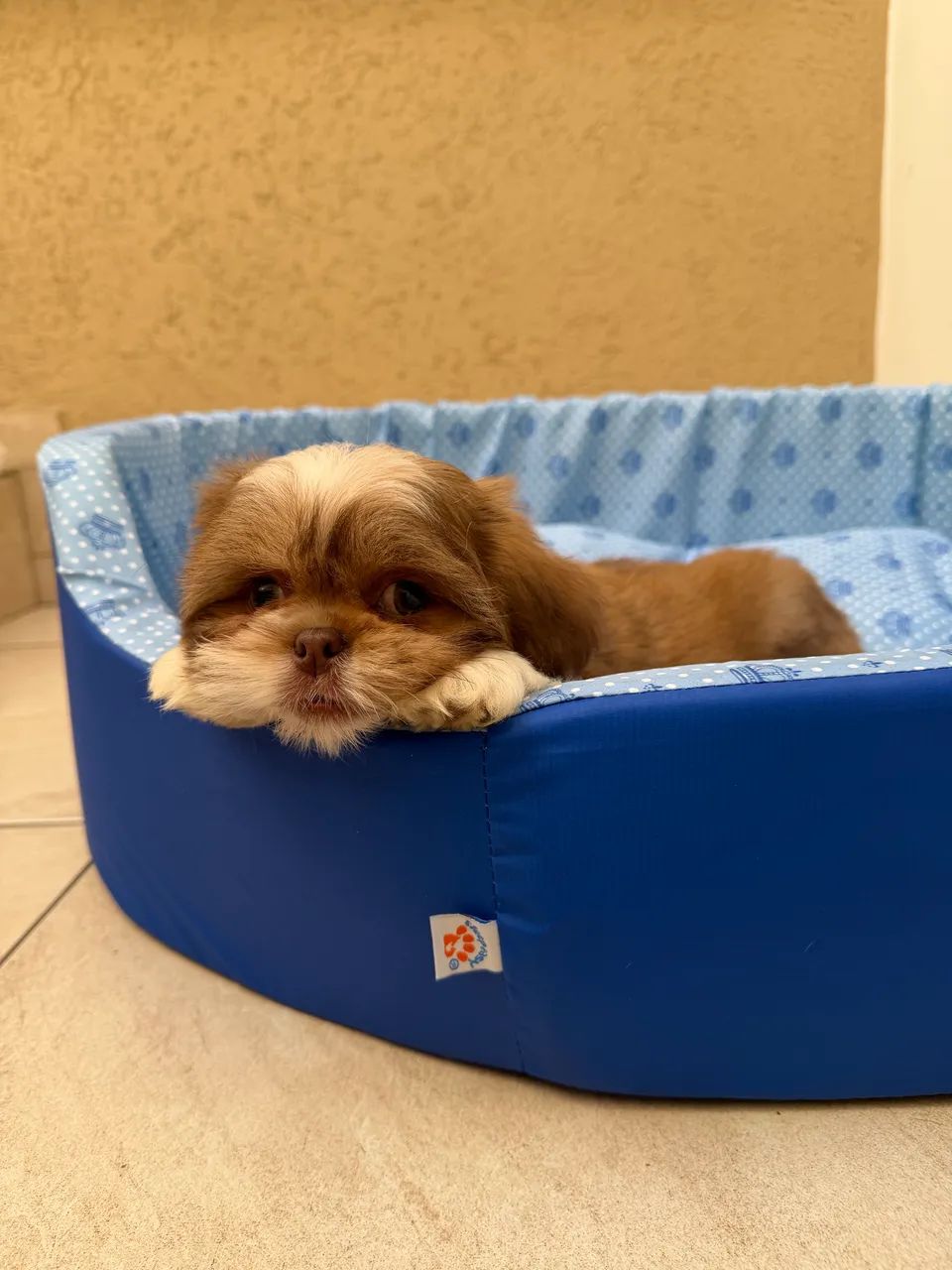 Shihtzu - Foto 3