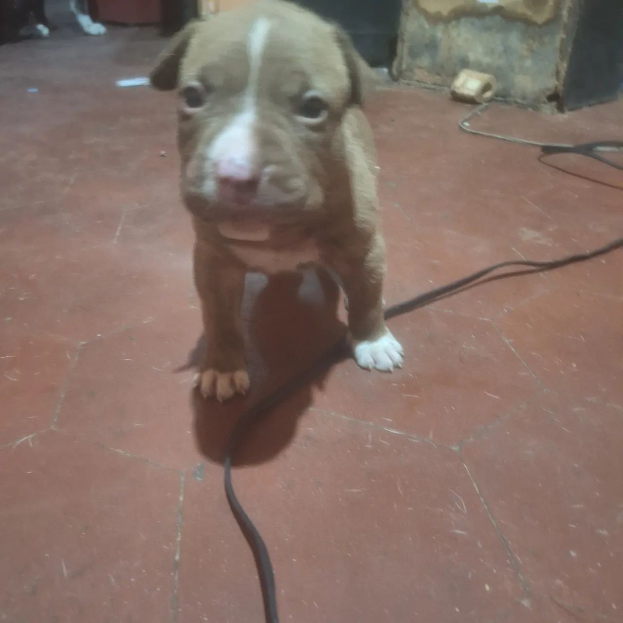 Filhotes pitbull  - Foto 5