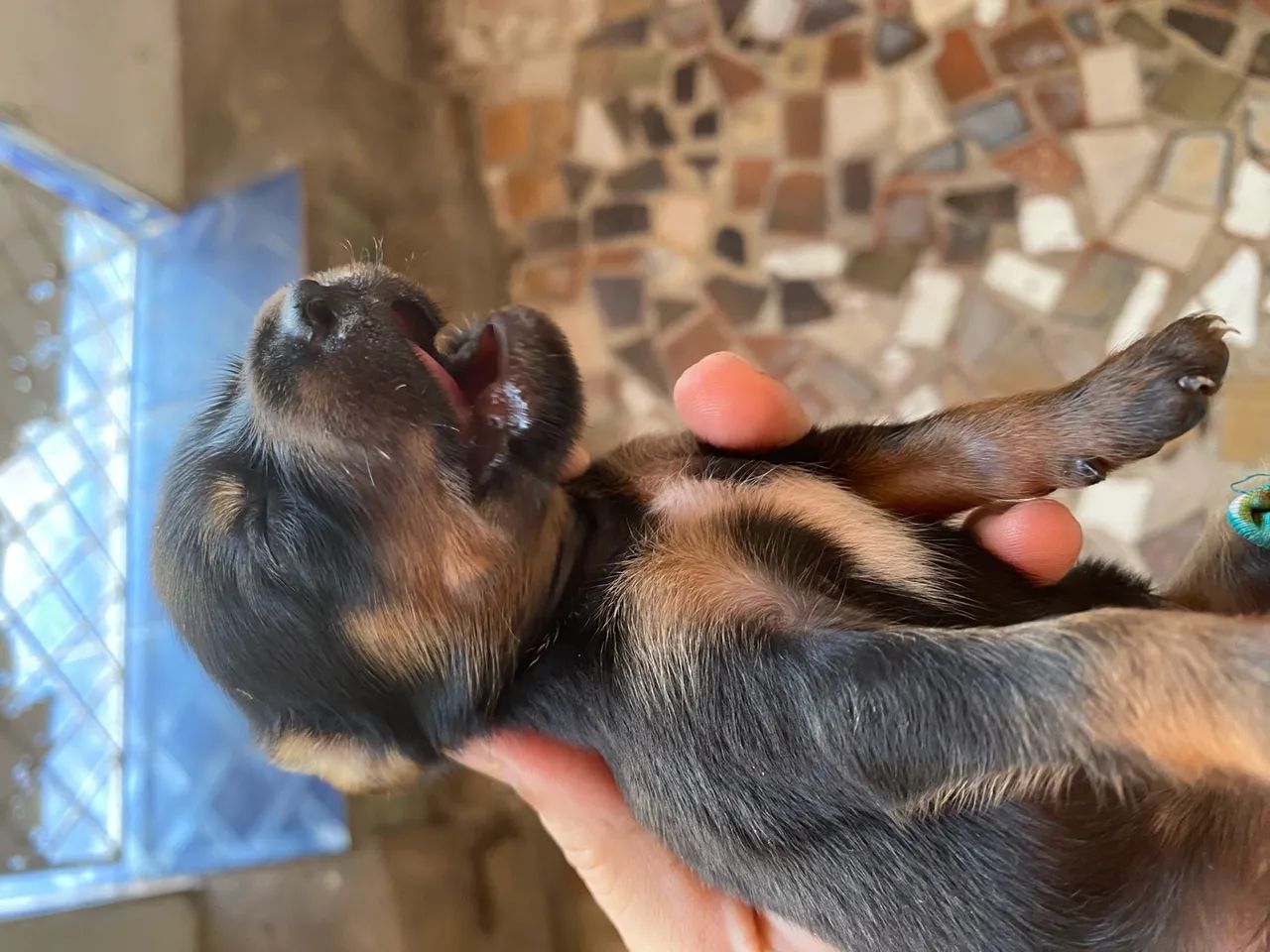 Cachorro Pinscher número 2 - Foto 5