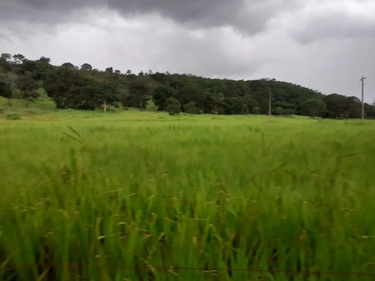 Alugo fazenda GO