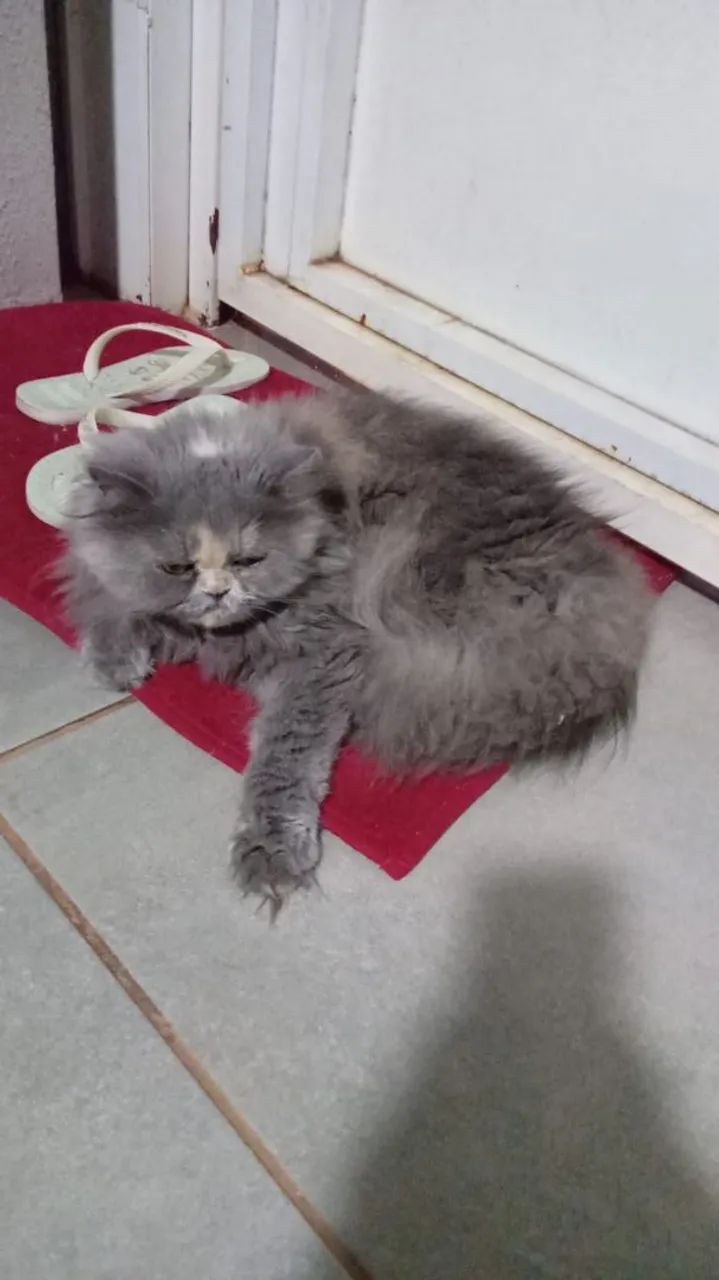 Gata persa pura de ótima linhagem