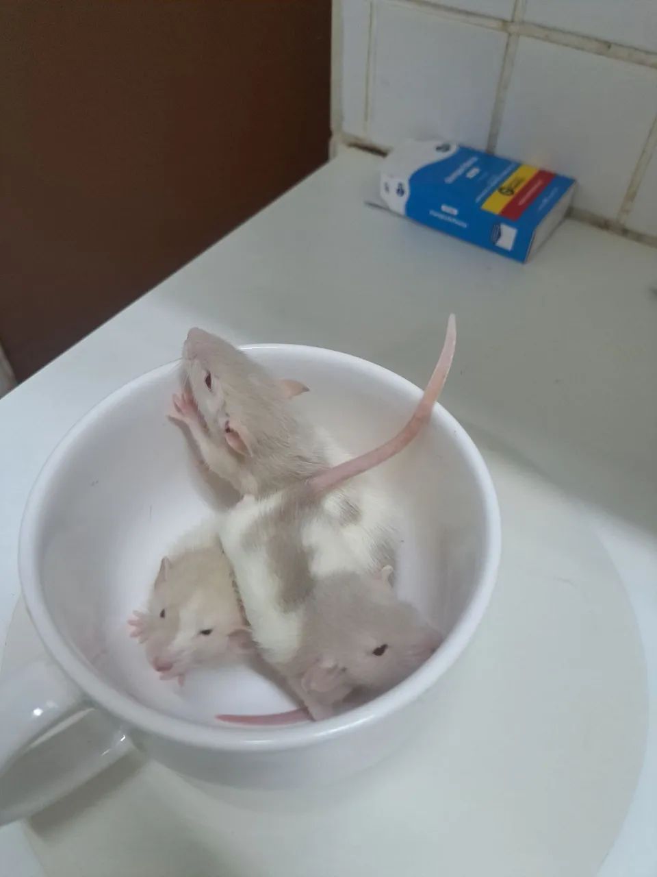 Ratos Twister Petz  - Foto 4