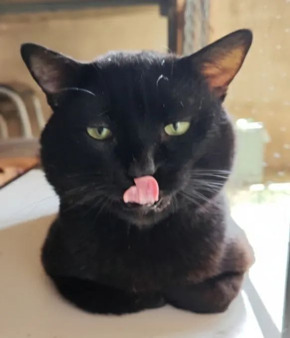 DOAÇÃO RESPONSÁVEL GATO MACHO  - Foto 3
