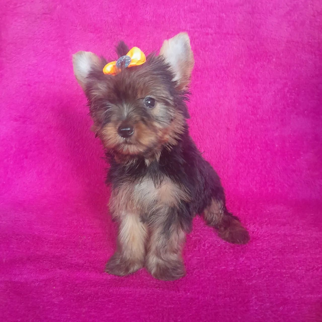 Yorkshire Terrier  - Foto 2