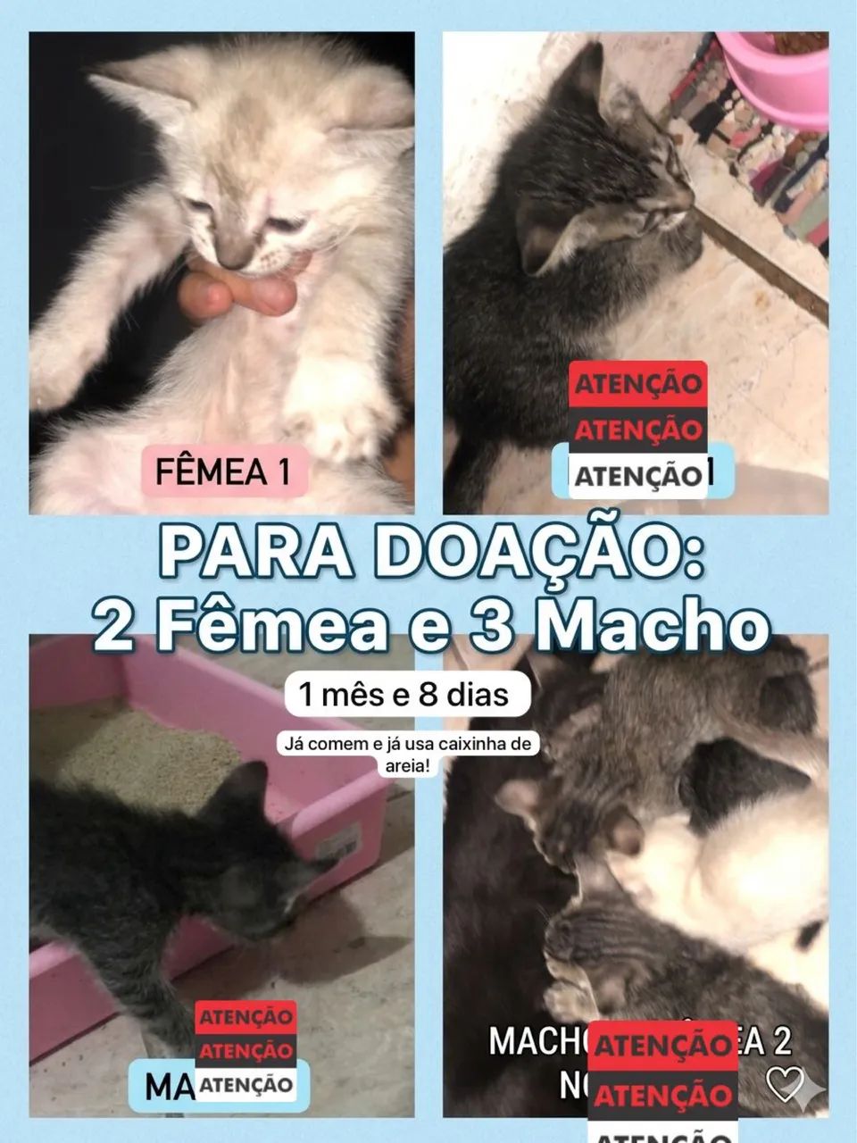 Doação 466422700861696000