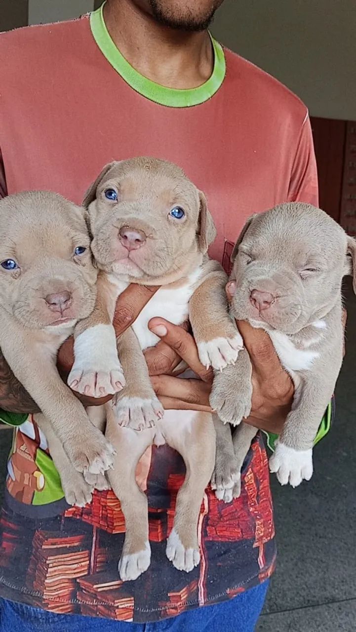 Filhotes de american bully  - Foto 5