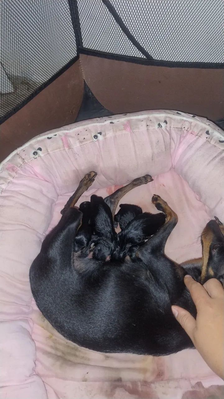 Cachorro  - Foto 4
