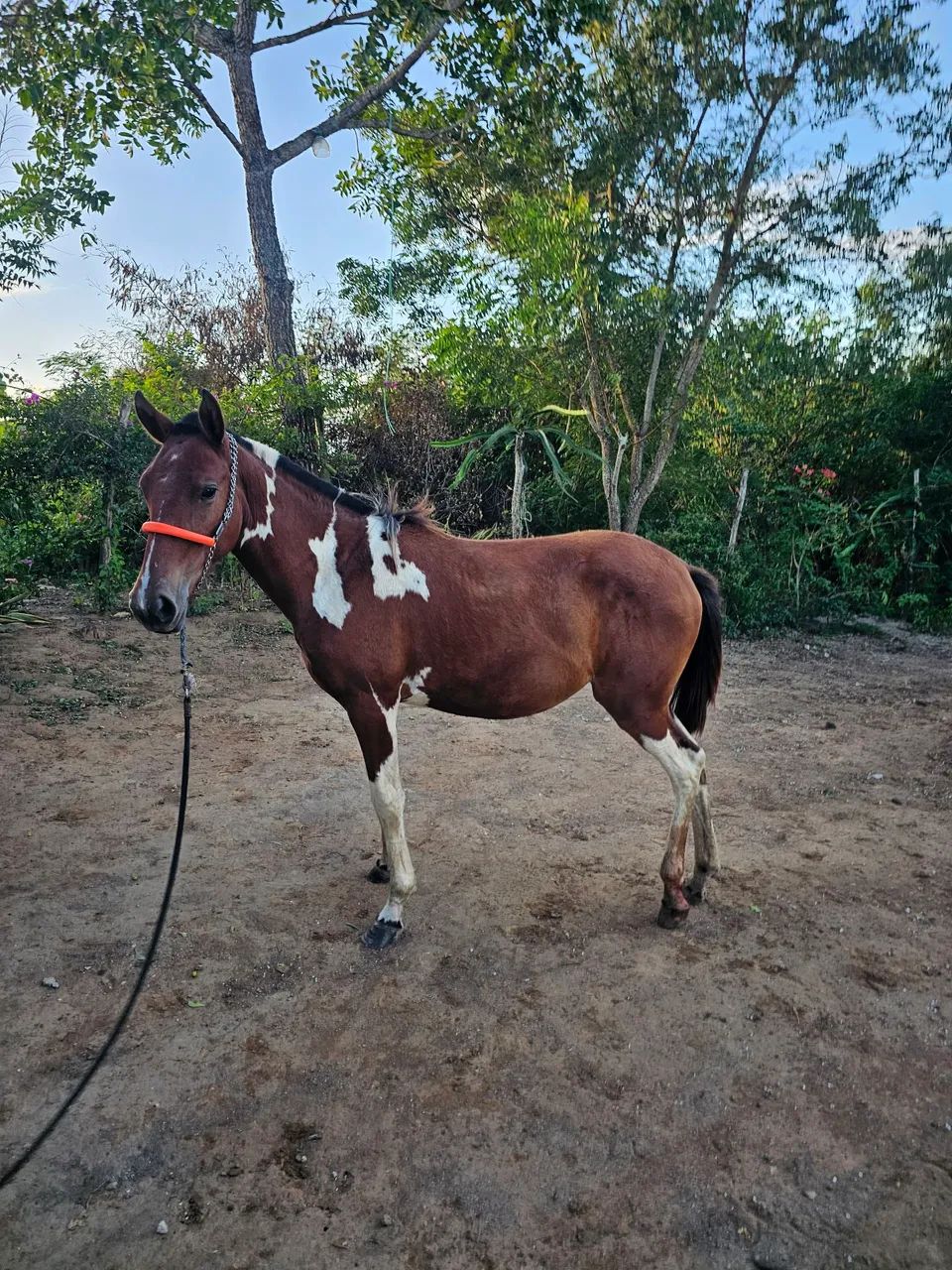 Potra MM - Foto 4