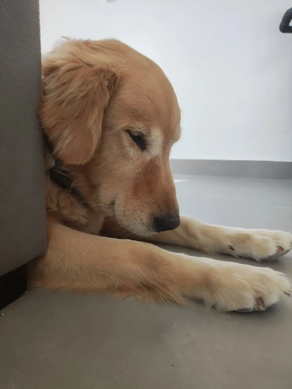 Doação de Golden e beagle  - Foto 2