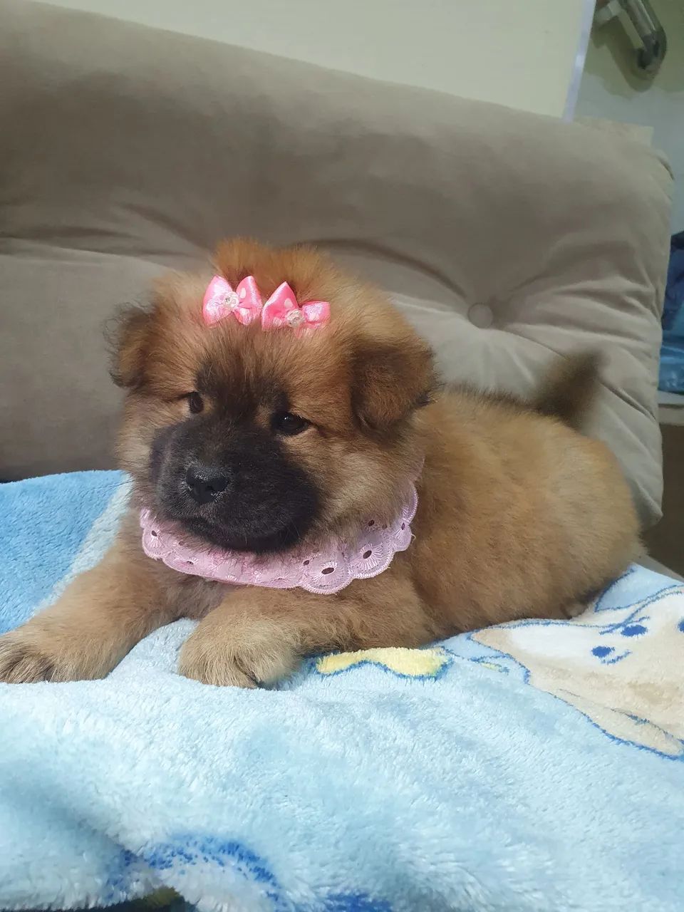 Chow chow fêmea  - Foto 2