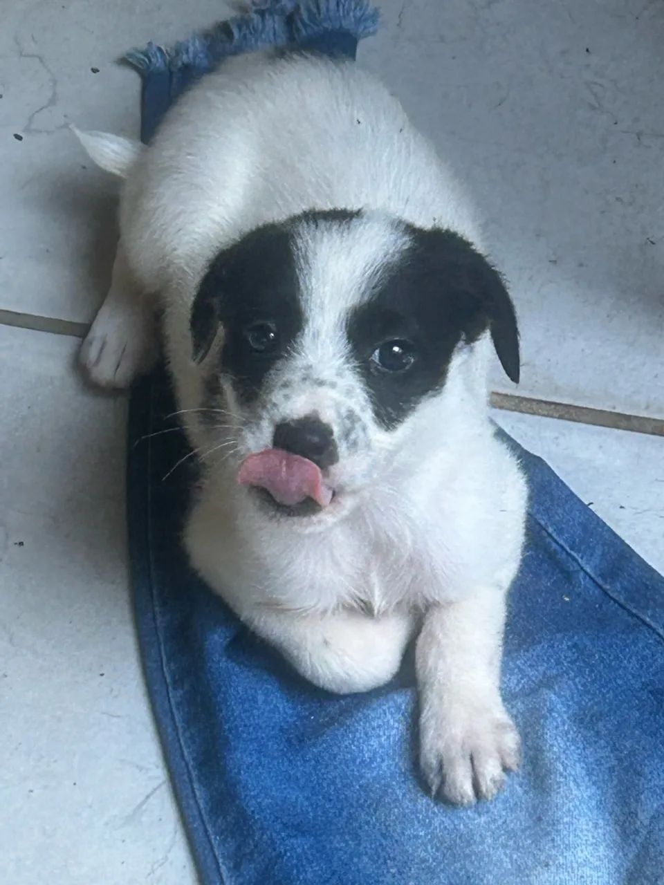 Fox Paulistinha macho 