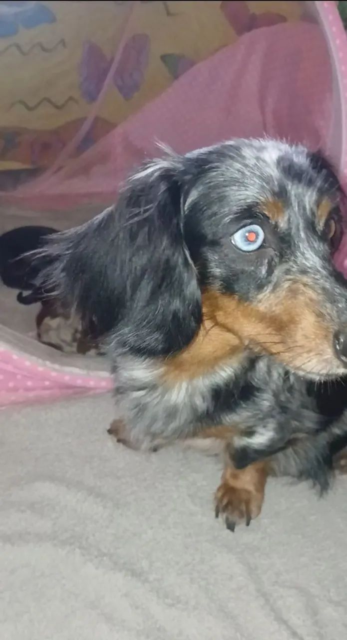 Dachshund miniatura 