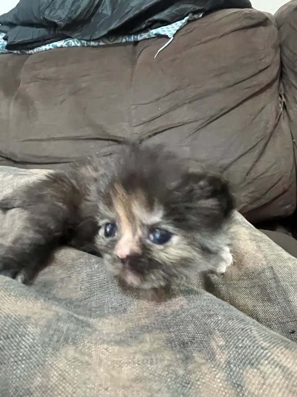 Gato persa  - Foto 4