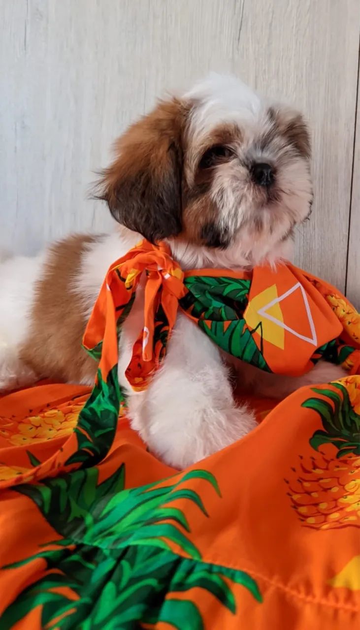 Macho Shih Tzu  - Foto 3
