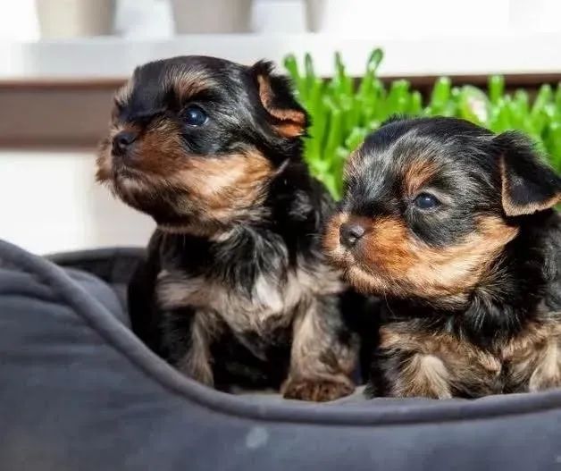 Filhote de Yorkshire em Disponibilidade