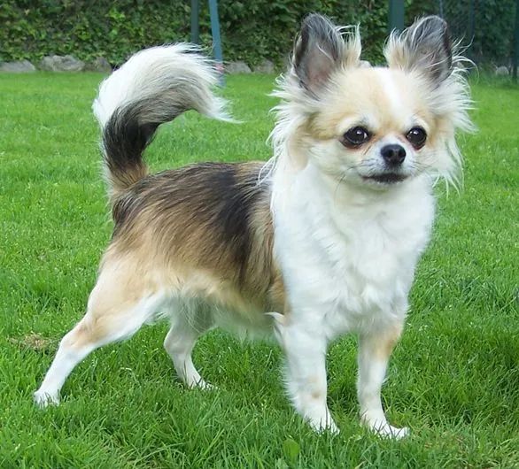 Chihuahuas ( micros) - Foto 4