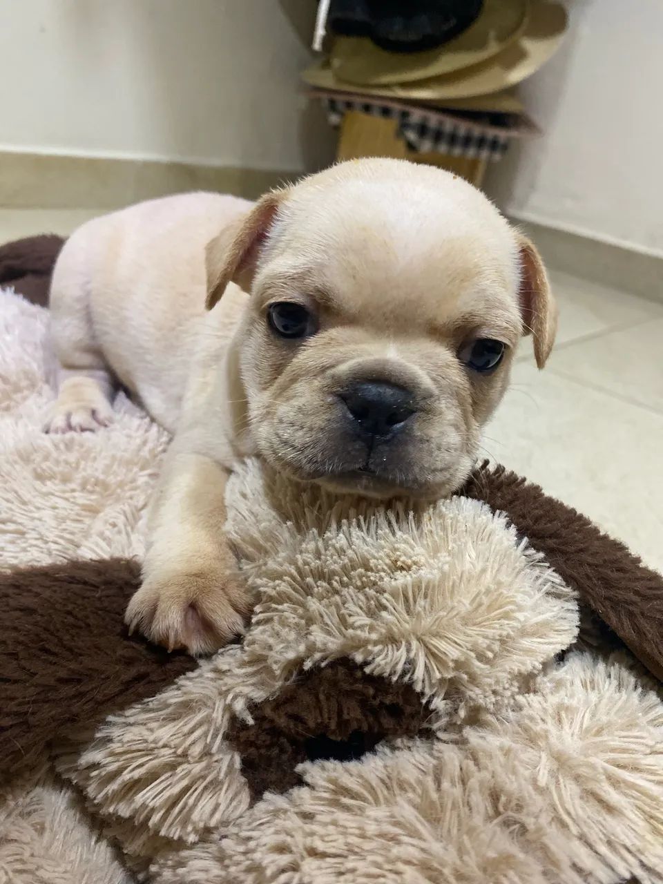 Filhotes de Buldogue Francês ? - Foto 5