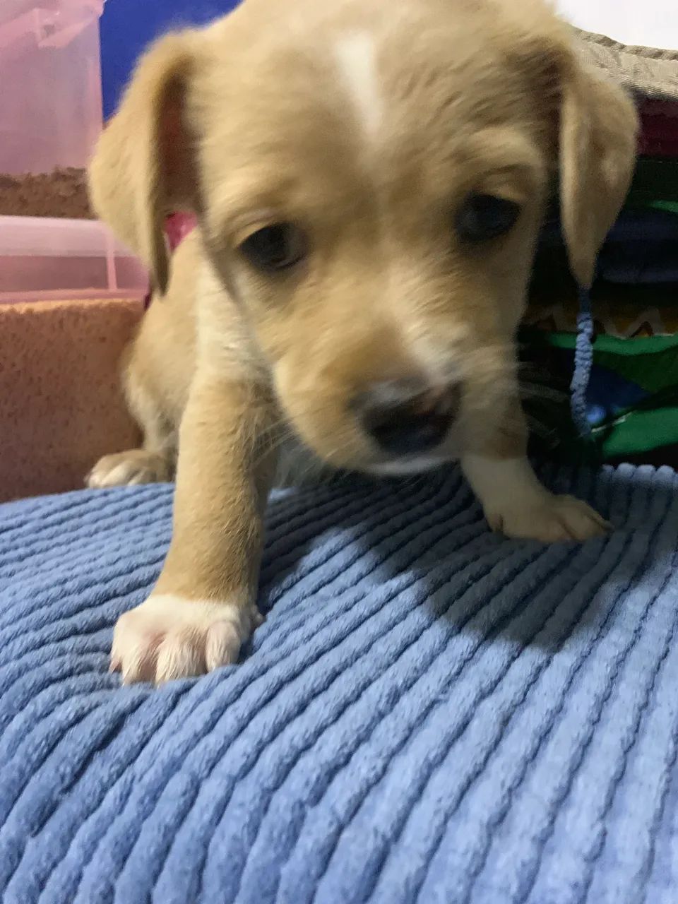 Adoção responsável  - Foto 5