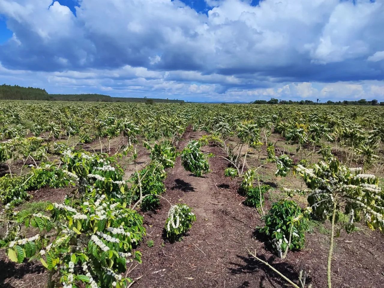 Fazenda Rodovia Itabela - Foto 2