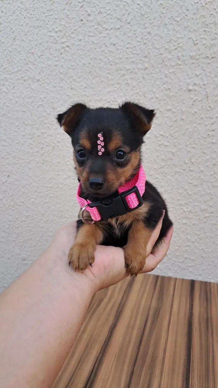 Pinscher n°1 - Foto 5
