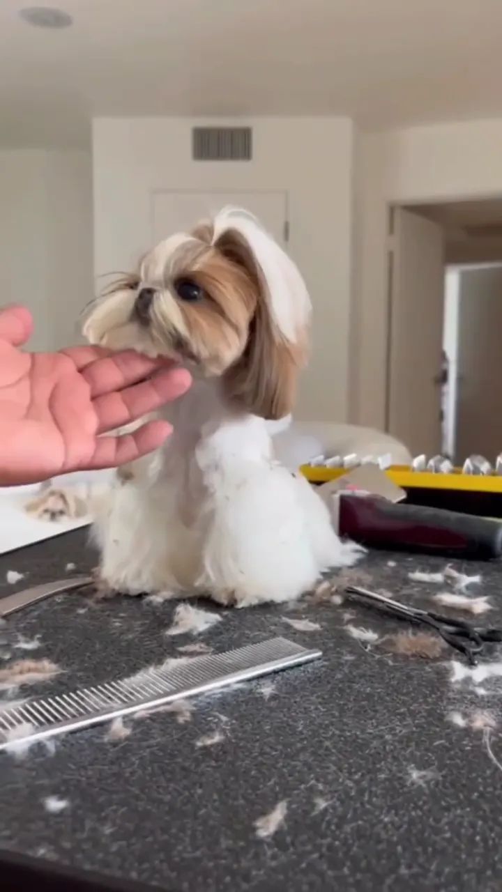 SHIH-TZU MICRO MACHOS E FÊMEAS - Foto 4