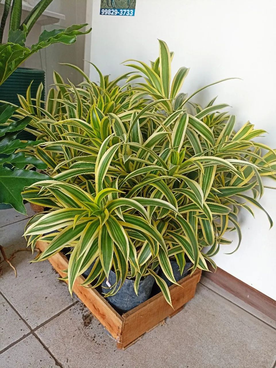 Pleomelia - Foto 4