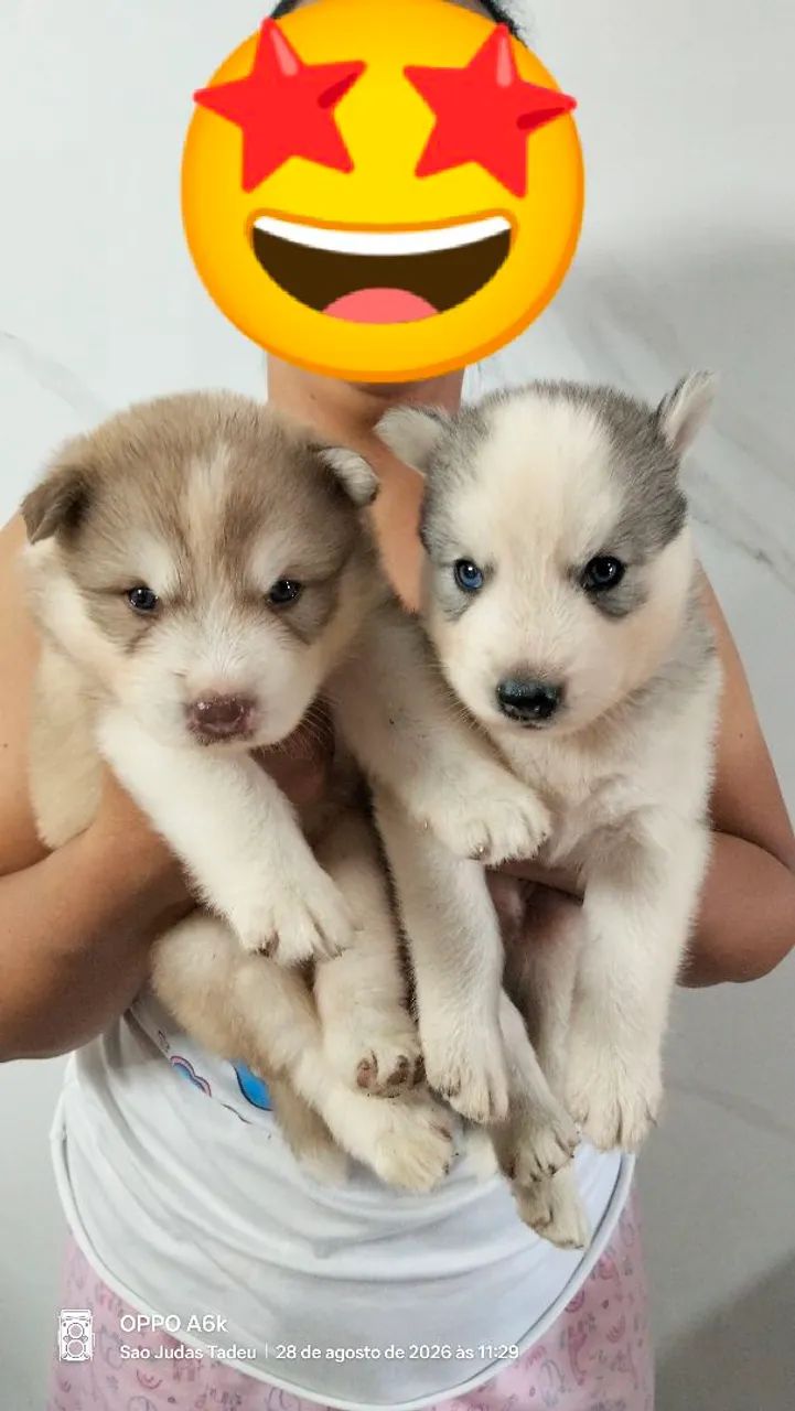 Husky Siberiano  - Foto 5