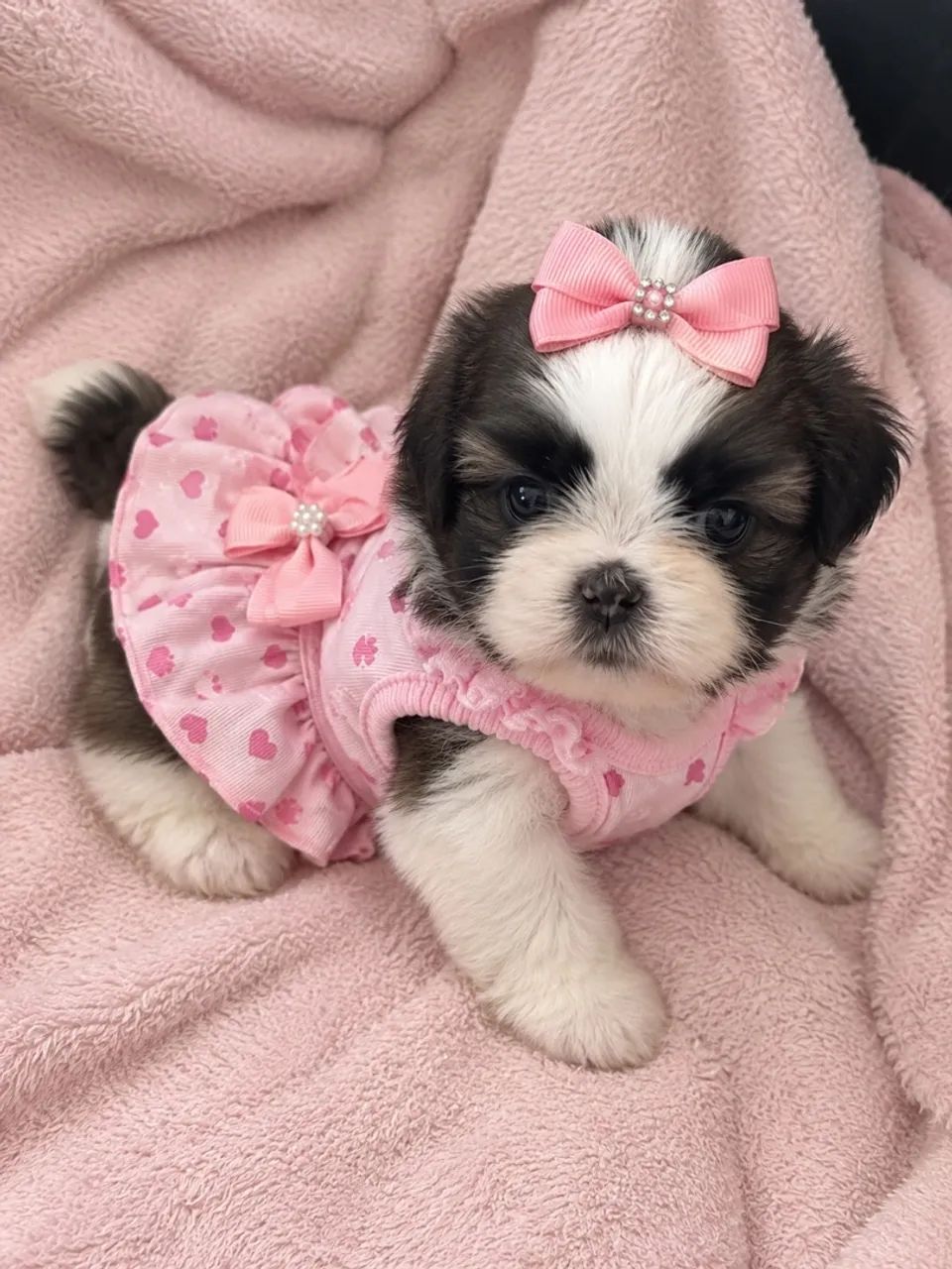 Shihtzu fêmea  - Foto 3