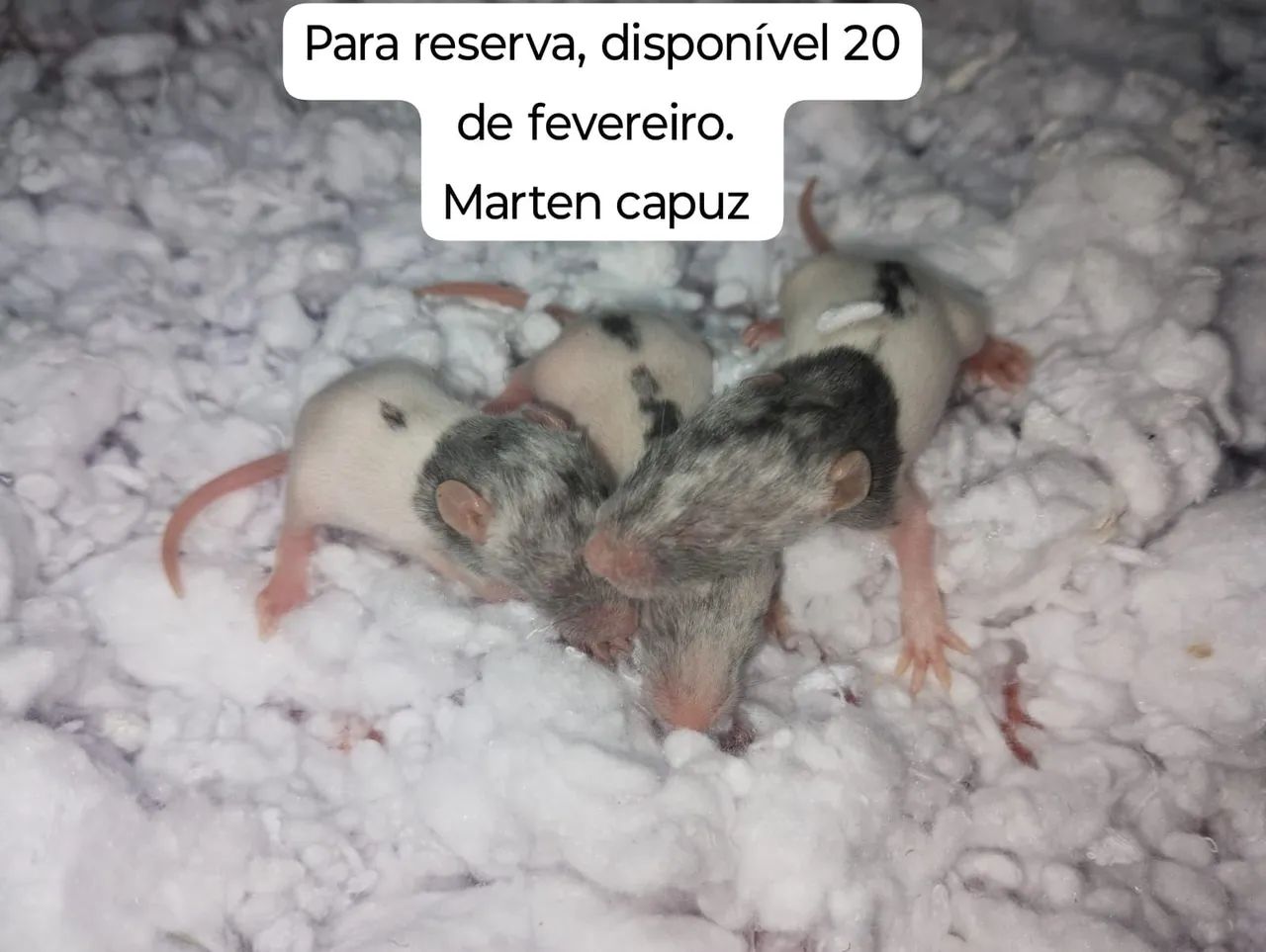 Ratos Twister para pet.  - Foto 2