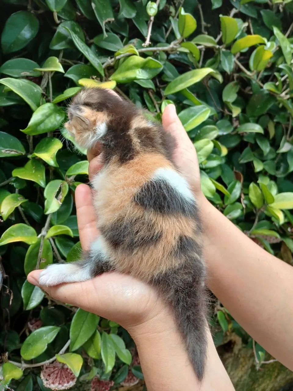 Gato persa  - Foto 2