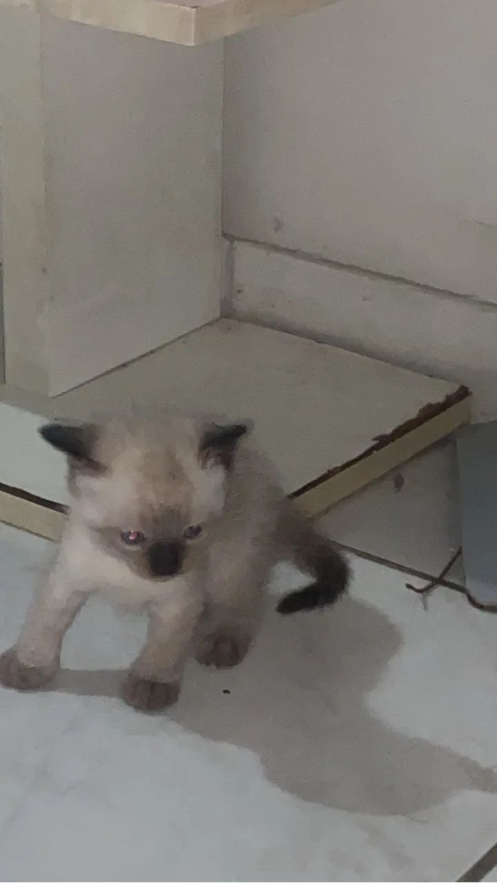Vendo gato siamês 