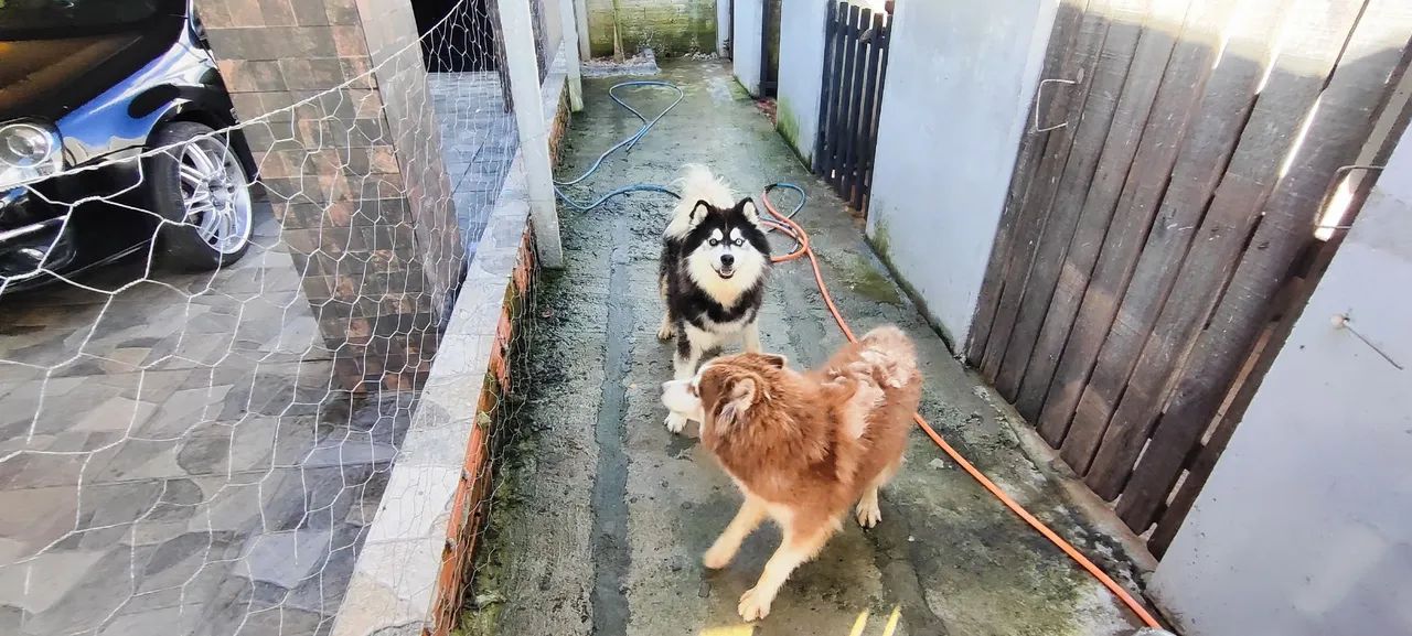 Husky siberiano  - Foto 3