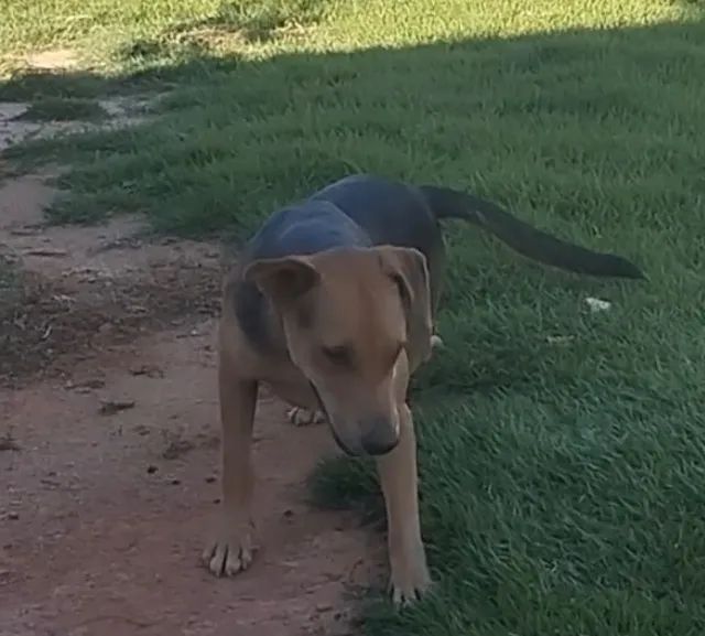 Doando Cachorro - Foto 2