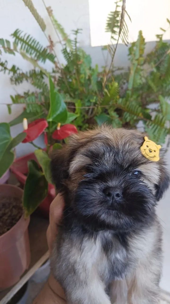 Shitzu macho  - Foto 2