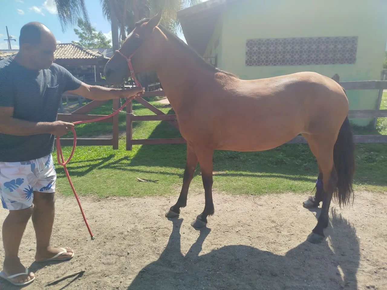 Vendo égua matriz somente pra reprodução  - Foto 4