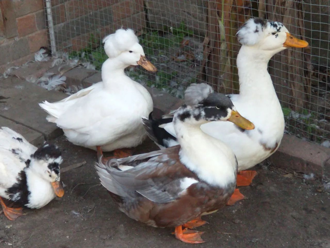 Vendo marreco de pompom macho  - Foto 2