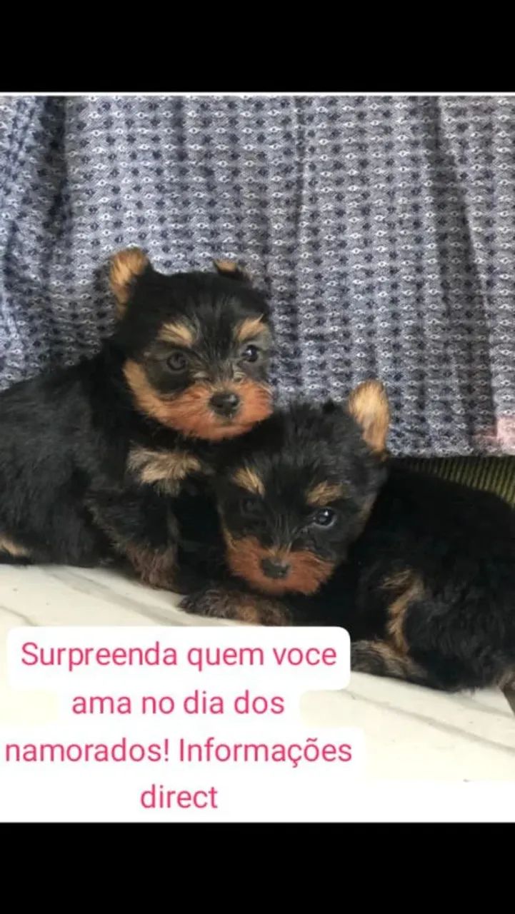 Yorkshire terrier mini
