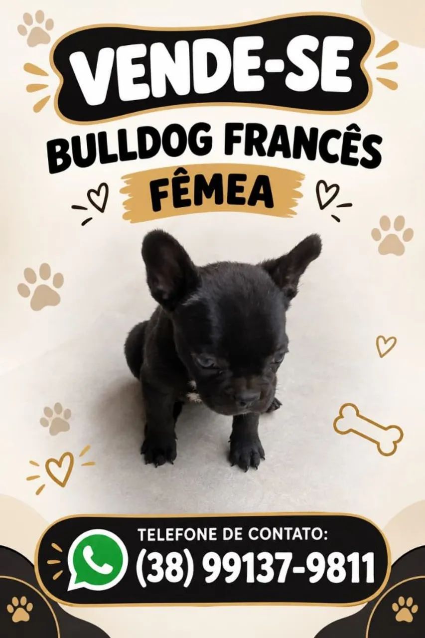 Vende-se  cachorro 