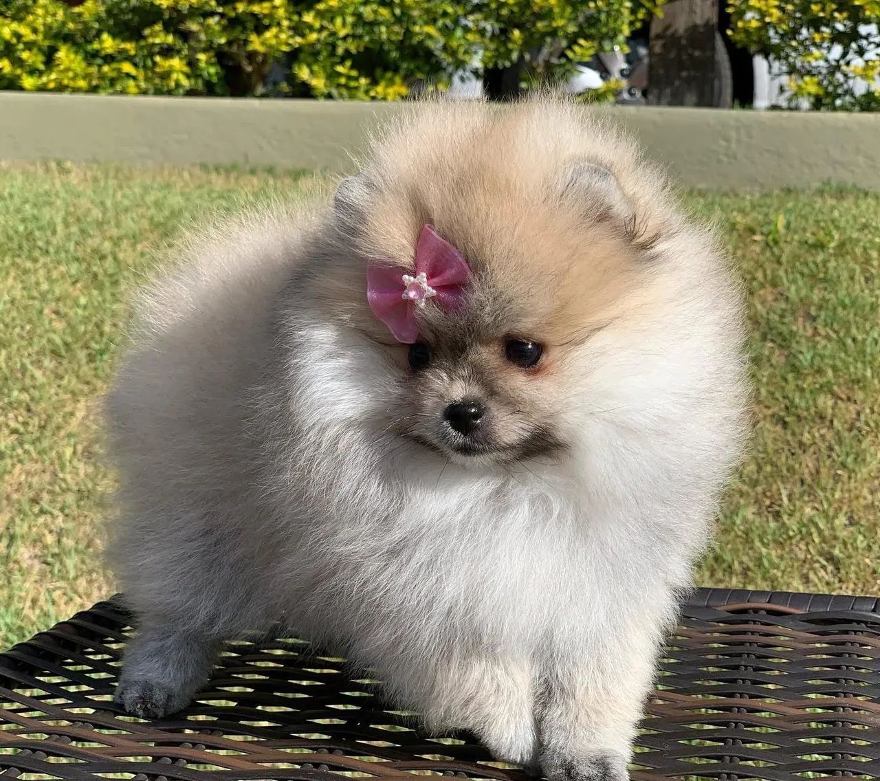 LULU POMERÂNIA com pedigree CBKC  - Foto 2