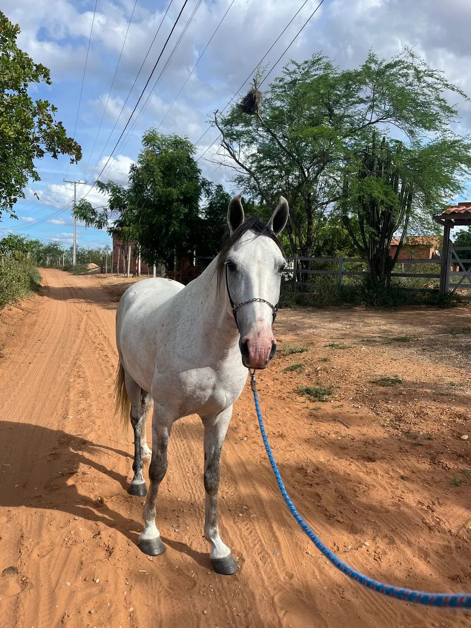 Cavalo mangalarga genuino de marcha picada, castrado sem registro - Foto 2