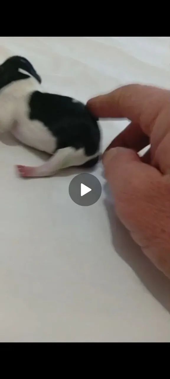 Pinscher merle  - Foto 4