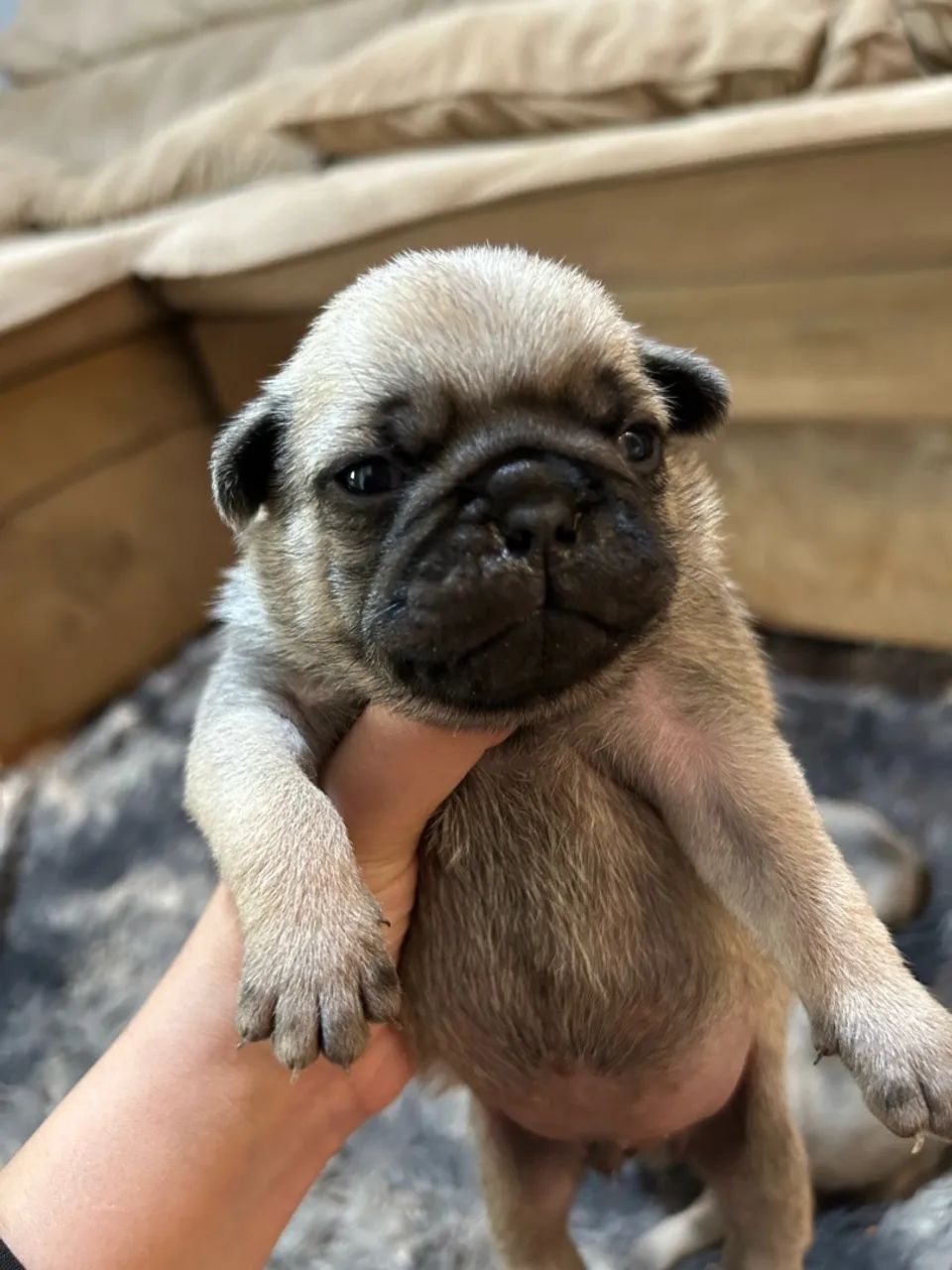 Pug - Foto 4