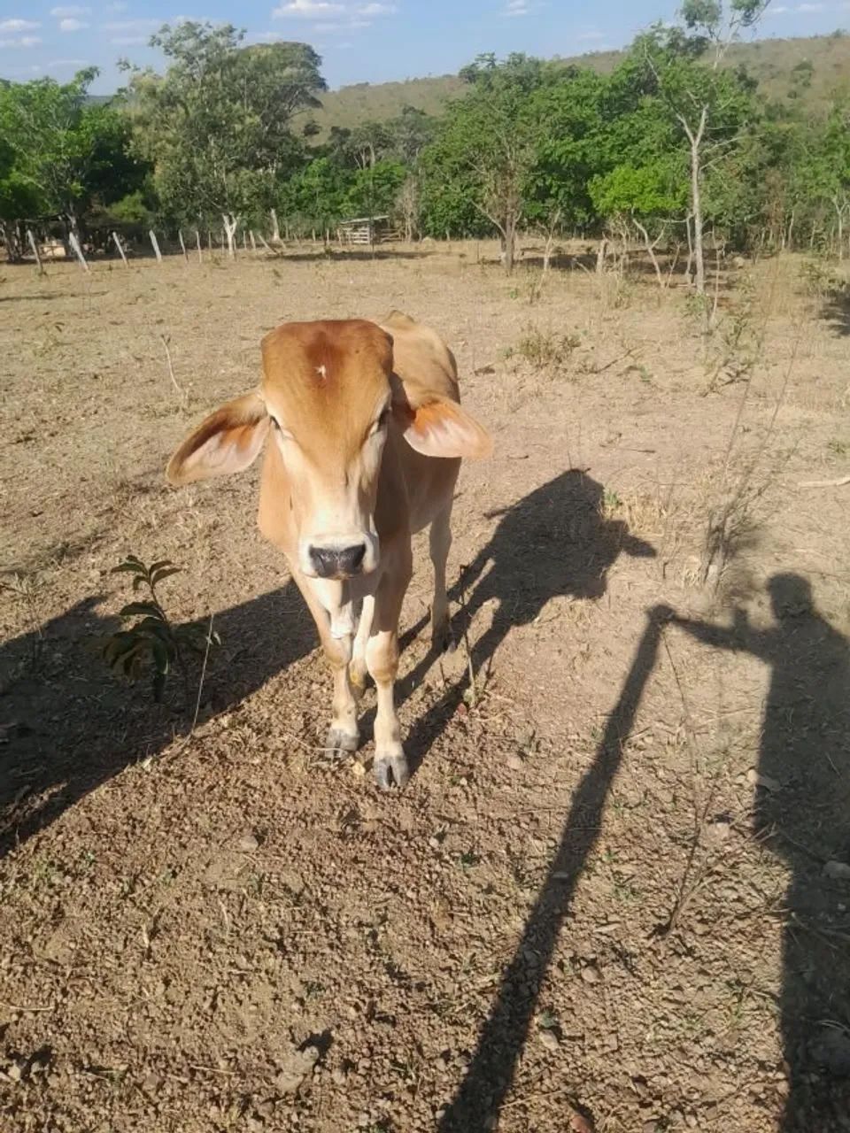 Vaca - Foto 5