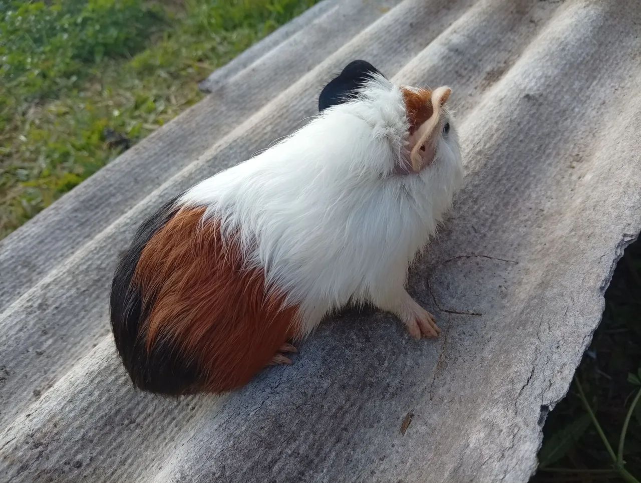 Porquinho Da índia  - Foto 2