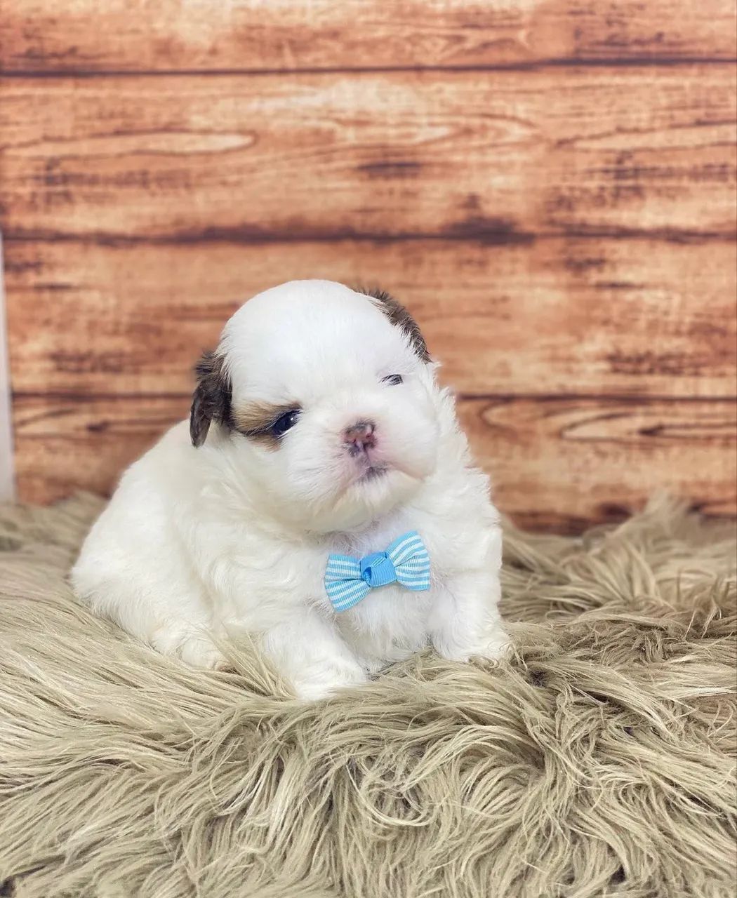 Shihtzu miniaturas  - Foto 2