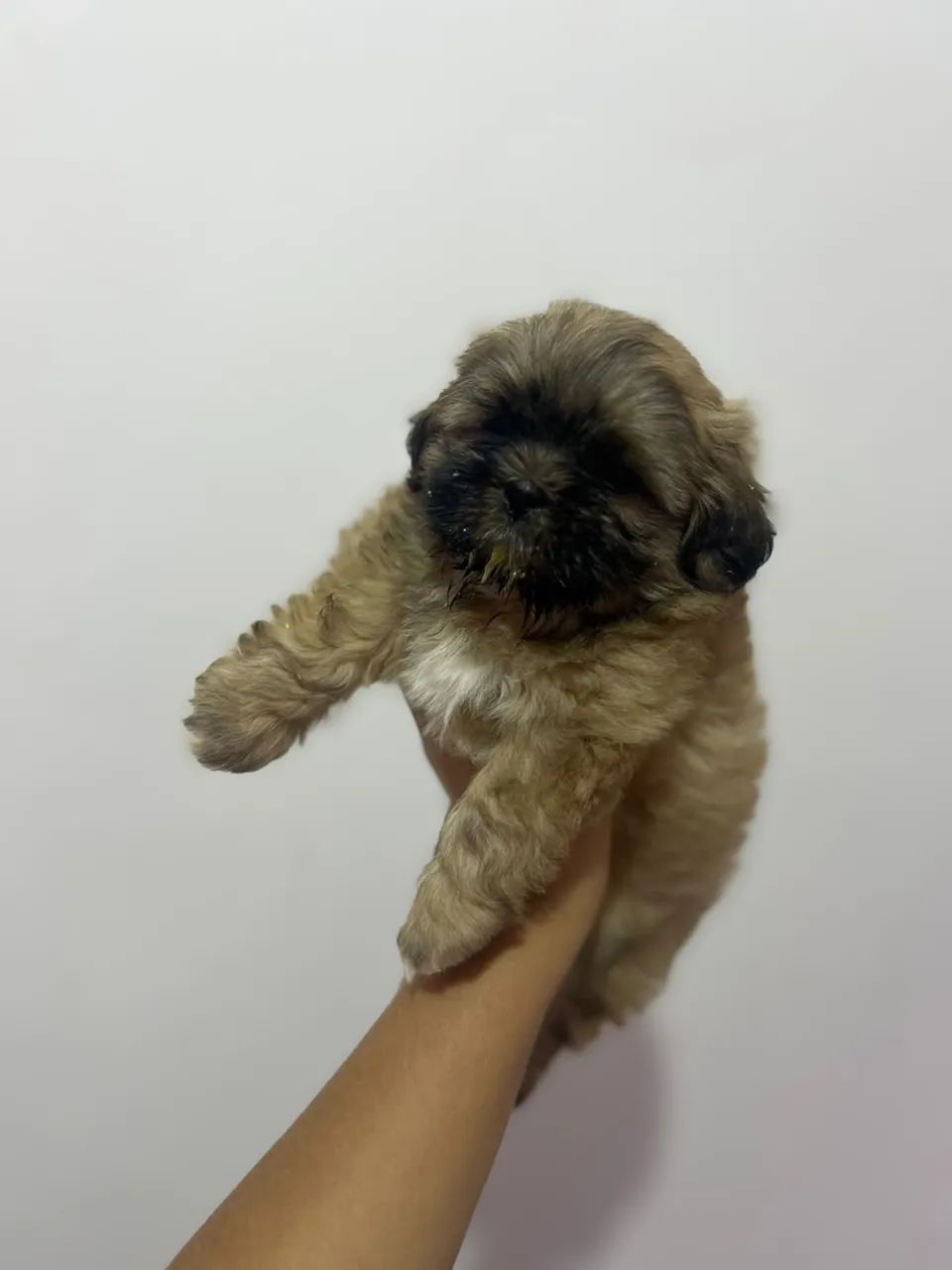 Cachorro shitszu  - Foto 2