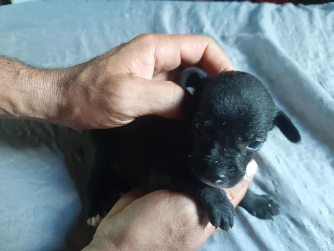 Doaçao de cachorro - Foto 5